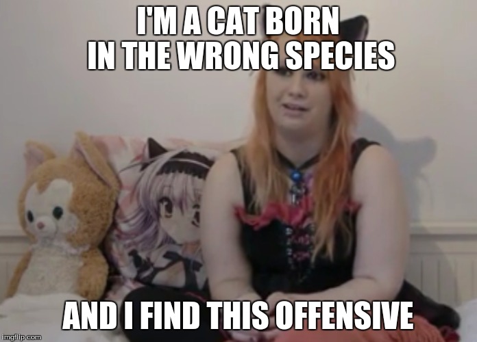 I'M A CAT BORN IN THE WRONG SPECIES AND I FIND THIS OFFENSIVE | made w/ Imgflip meme maker