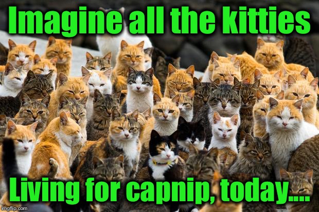 Imagine all the kitties Living for capnip, today.... | made w/ Imgflip meme maker