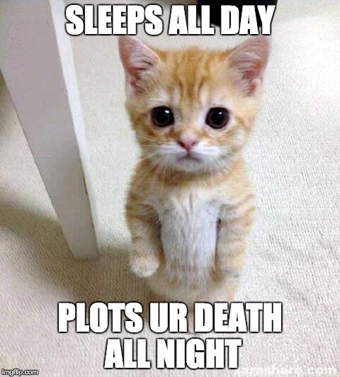 Cute Cat Meme | SLEEPS ALL DAY; PLOTS UR DEATH ALL NIGHT | image tagged in memes,cute cat | made w/ Imgflip meme maker