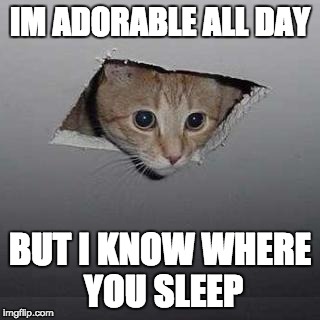 Ceiling Cat Meme | IM ADORABLE ALL DAY; BUT I KNOW WHERE YOU SLEEP | image tagged in memes,ceiling cat | made w/ Imgflip meme maker
