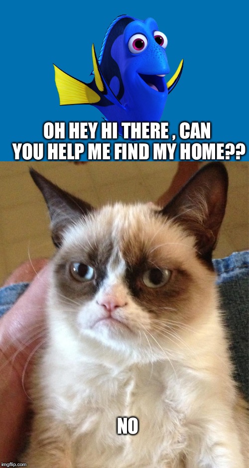 Mean kitty | OH HEY HI THERE , CAN YOU HELP ME FIND MY HOME?? NO | image tagged in grumpy cat,dory,finding dory,latest | made w/ Imgflip meme maker
