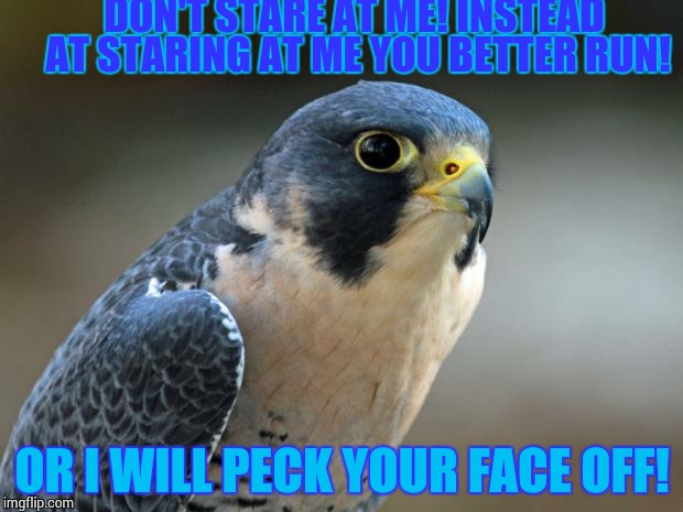 Blue Falcon | DON'T STARE AT ME! INSTEAD AT STARING AT ME YOU BETTER RUN! OR I WILL PECK YOUR FACE OFF! | image tagged in blue falcon | made w/ Imgflip meme maker
