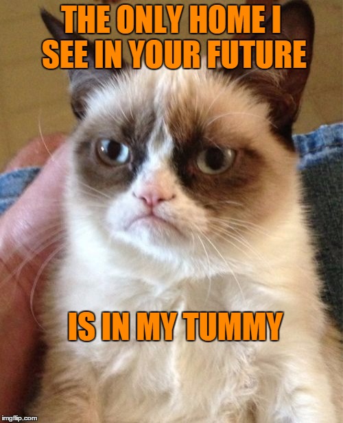 Grumpy Cat Meme | THE ONLY HOME I SEE IN YOUR FUTURE IS IN MY TUMMY | image tagged in memes,grumpy cat | made w/ Imgflip meme maker