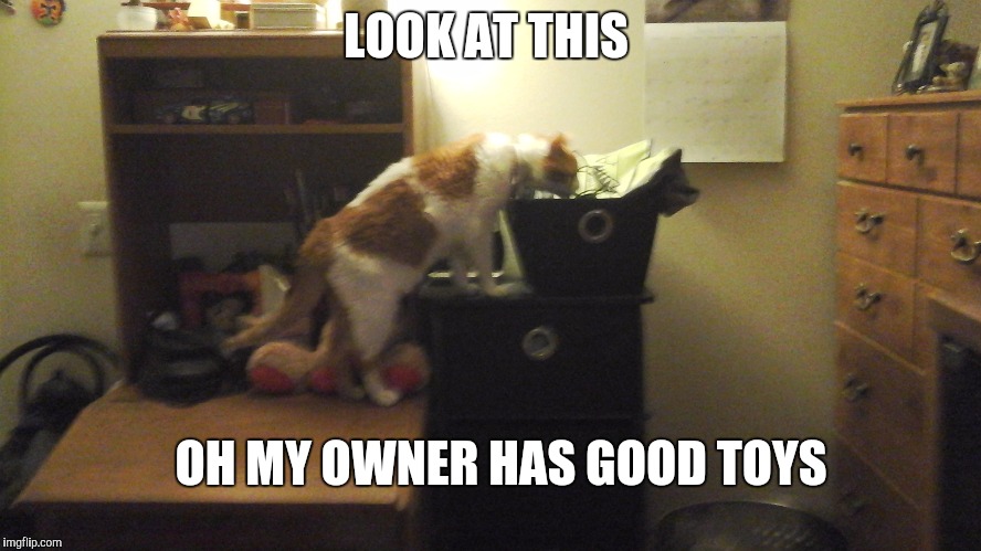 LOOK AT THIS; OH MY OWNER HAS GOOD TOYS | image tagged in cat toy | made w/ Imgflip meme maker
