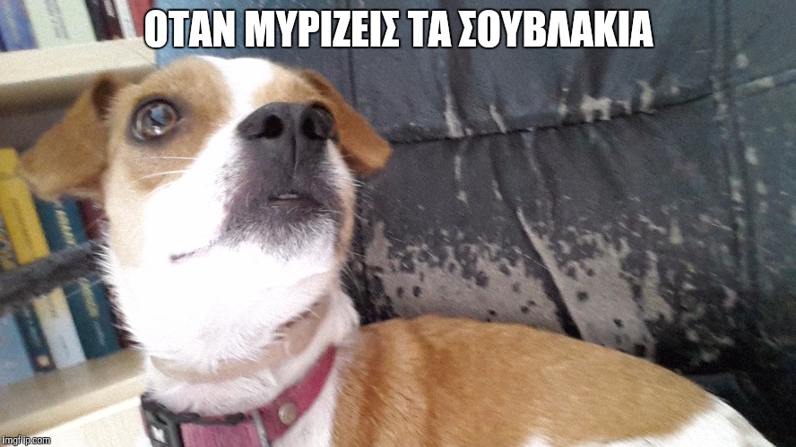 Dog day | ΟΤΑΝ ΜΥΡΙΖΕΙΣ ΤΑ ΣΟΥΒΛΑΚΙΑ | image tagged in memes,for,dogs | made w/ Imgflip meme maker