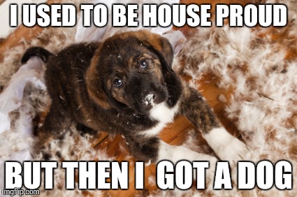 Puppy | I USED TO BE HOUSE PROUD; BUT THEN I  GOT A DOG | image tagged in dog | made w/ Imgflip meme maker