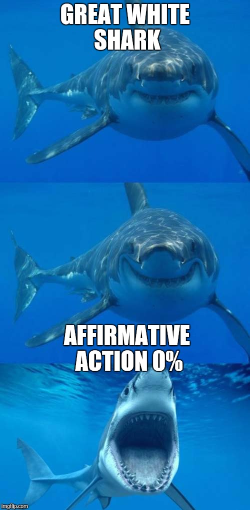 Bad Shark Pun  | GREAT WHITE SHARK; AFFIRMATIVE ACTION 0% | image tagged in bad shark pun | made w/ Imgflip meme maker