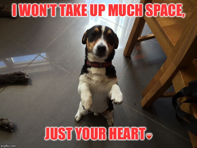 I WON'T TAKE UP MUCH SPACE, JUST YOUR HEART❤️ | image tagged in max | made w/ Imgflip meme maker
