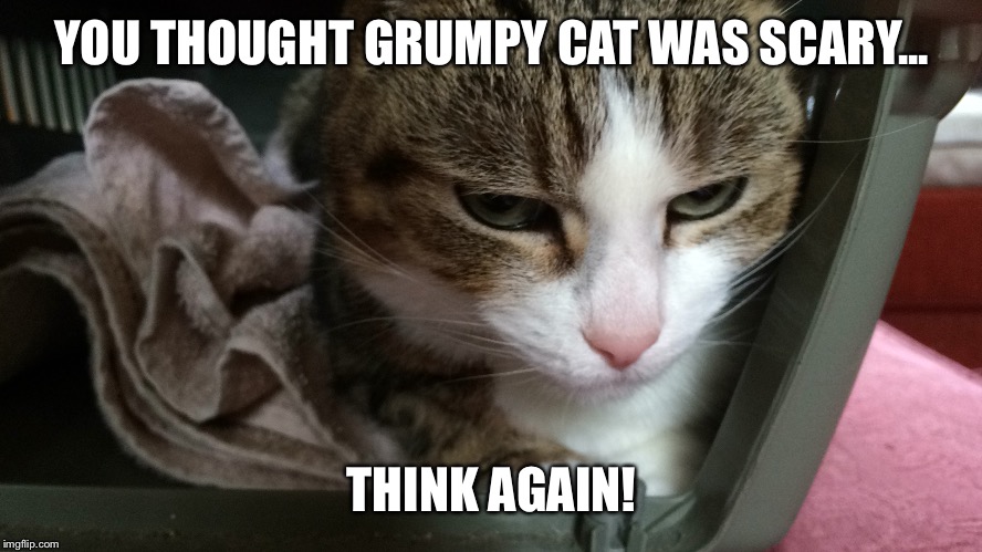 YOU THOUGHT GRUMPY CAT WAS SCARY... THINK AGAIN! | image tagged in stoffy | made w/ Imgflip meme maker