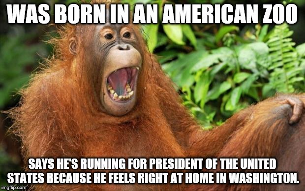 Monkey Government | WAS BORN IN AN AMERICAN ZOO; SAYS HE'S RUNNING FOR PRESIDENT OF THE UNITED STATES BECAUSE HE FEELS RIGHT AT HOME IN WASHINGTON. | image tagged in laughing animal,president 2016,america,congress,monkey business | made w/ Imgflip meme maker
