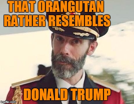Captain Obvious | THAT ORANGUTAN RATHER RESEMBLES DONALD TRUMP | image tagged in captain obvious | made w/ Imgflip meme maker