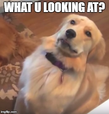funny dog | WHAT U LOOKING AT? | image tagged in funny dog | made w/ Imgflip meme maker