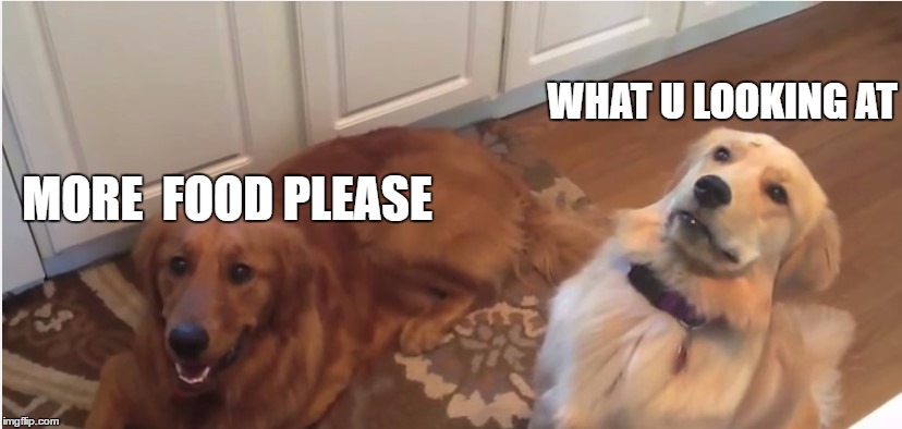 Dogs | WHAT U LOOKING AT; MORE  FOOD PLEASE | image tagged in funny dogs | made w/ Imgflip meme maker