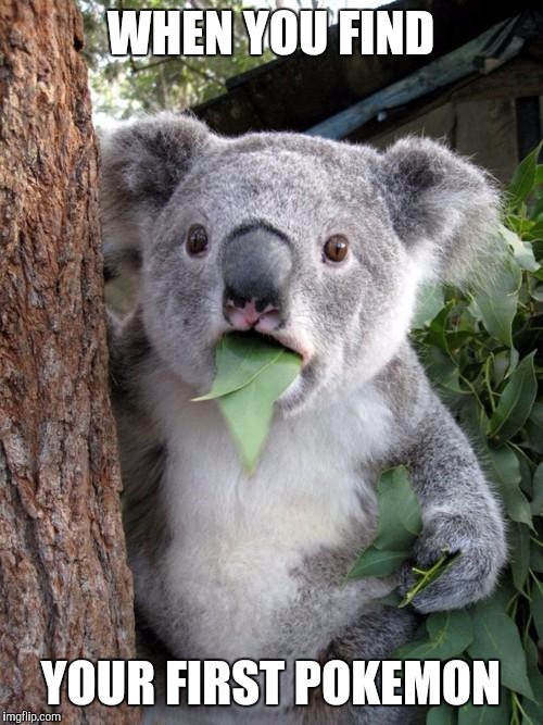 Surprised Koala Meme | WHEN YOU FIND; YOUR FIRST POKEMON | image tagged in memes,surprised koala | made w/ Imgflip meme maker