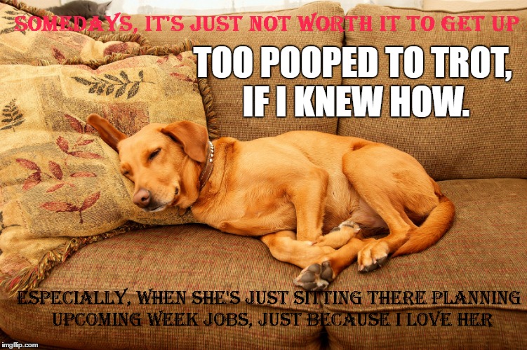 They wonder why our paws move, we can't run fast enough to get away from her. | TOO POOPED TO TROT, IF I KNEW HOW. | image tagged in dogs,funny dogs,tired,so tired,tired dog,work | made w/ Imgflip meme maker