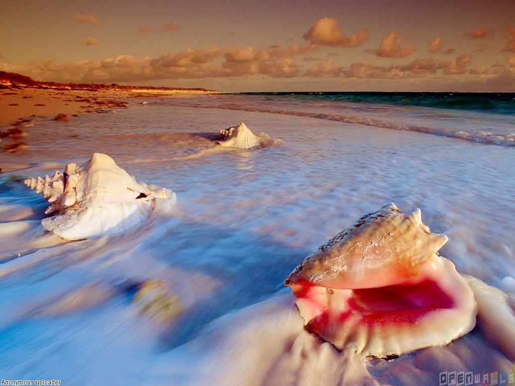 Ocean shells let go Blank Meme Template