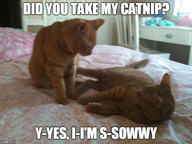 Sibling Cats... Ruh Roh | DID YOU TAKE MY CATNIP? Y-YES, I-I'M S-SOWWY | image tagged in cats | made w/ Imgflip meme maker