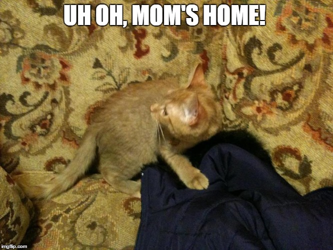 Naughty Plans Foiled | UH OH, MOM'S HOME! | image tagged in kitty | made w/ Imgflip meme maker