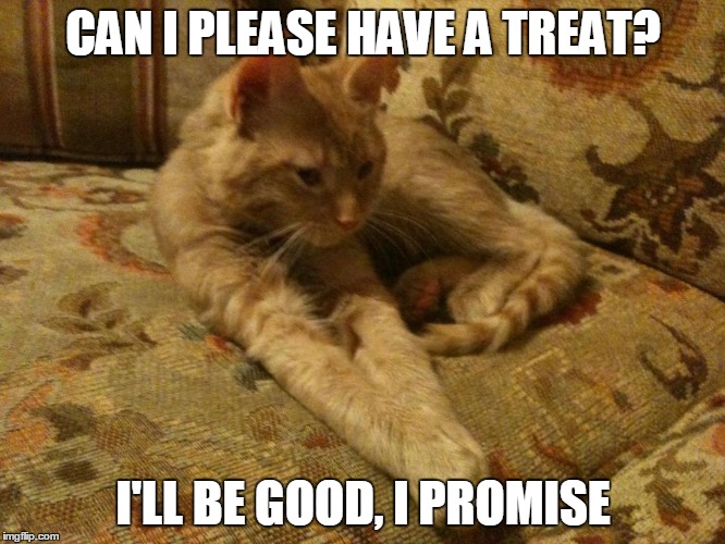 Hungry Kitty | CAN I PLEASE HAVE A TREAT? I'LL BE GOOD, I PROMISE | image tagged in cats | made w/ Imgflip meme maker