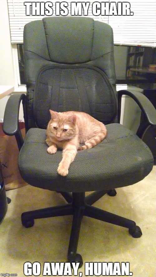 Mine | THIS IS MY CHAIR. GO AWAY, HUMAN. | image tagged in cats | made w/ Imgflip meme maker