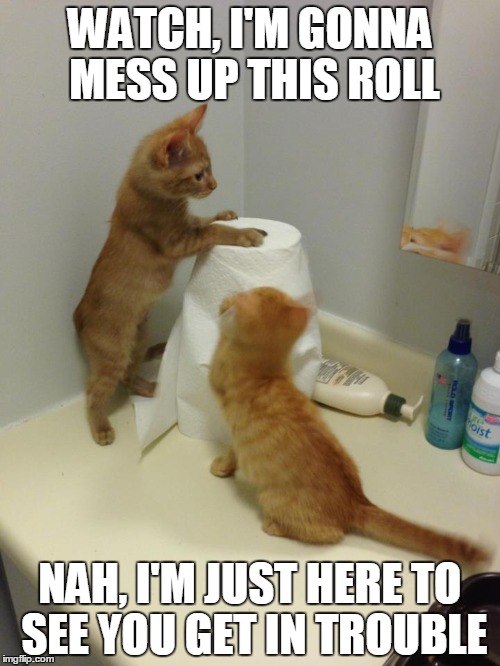 Terrible Two | WATCH, I'M GONNA MESS UP THIS ROLL; NAH, I'M JUST HERE TO SEE YOU GET IN TROUBLE | image tagged in cats | made w/ Imgflip meme maker