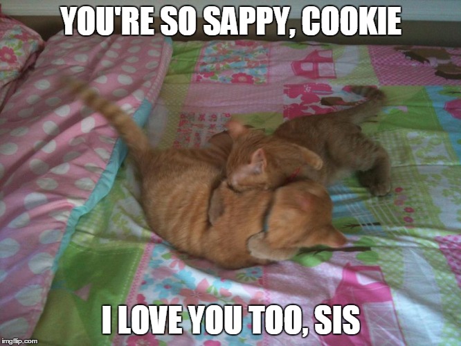 Sappy Brother | YOU'RE SO SAPPY, COOKIE; I LOVE YOU TOO, SIS | image tagged in cats | made w/ Imgflip meme maker