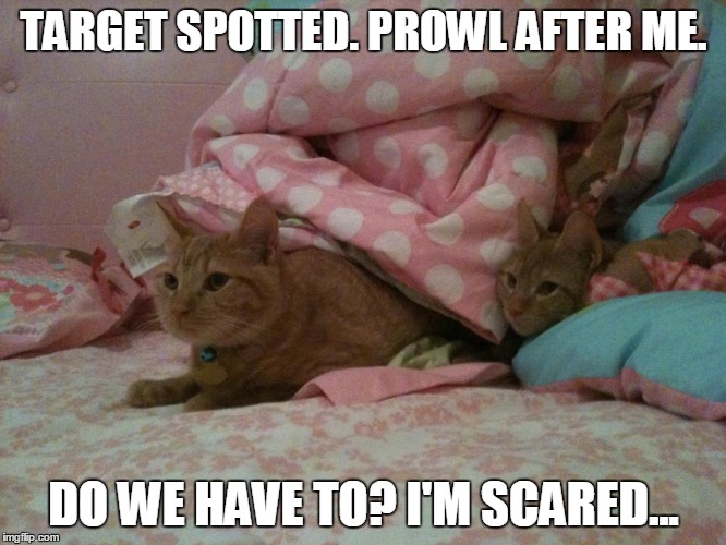 Predator in the House! | TARGET SPOTTED. PROWL AFTER ME. DO WE HAVE TO? I'M SCARED... | image tagged in cats | made w/ Imgflip meme maker