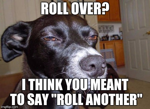 Stoned dog | ROLL OVER? I THINK YOU MEANT TO SAY "ROLL ANOTHER" | image tagged in funny memes,funny dogs | made w/ Imgflip meme maker