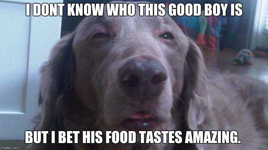 what were in those kibbles 'n bits? |  I DONT KNOW WHO THIS GOOD BOY IS; BUT I BET HIS FOOD TASTES AMAZING. | image tagged in stoned dog,funny dogs | made w/ Imgflip meme maker