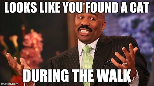 Steve Harvey Meme | LOOKS LIKE YOU FOUND A CAT DURING THE WALK | image tagged in memes,steve harvey | made w/ Imgflip meme maker