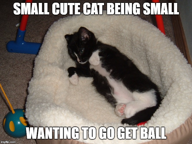 small cute cat - Imgflip