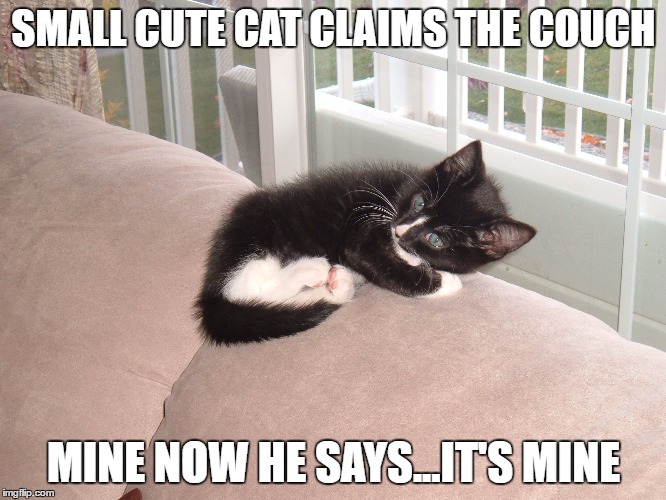 SMALL CUTE CAT CLAIMS THE COUCH; MINE NOW HE SAYS...IT'S MINE | image tagged in cute cats | made w/ Imgflip meme maker