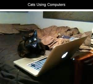 Cat Computer Blank Meme Template
