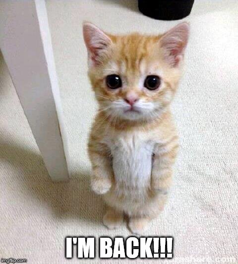 Cute Cat Meme | I'M BACK!!! | image tagged in memes,cute cat | made w/ Imgflip meme maker