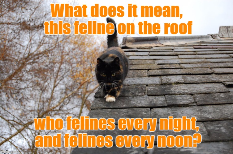 What does it mean, this feline on the roof who felines every night, and felines every noon? | made w/ Imgflip meme maker