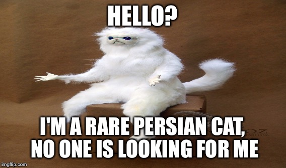 HELLO? I'M A RARE PERSIAN CAT, NO ONE IS LOOKING FOR ME | made w/ Imgflip meme maker