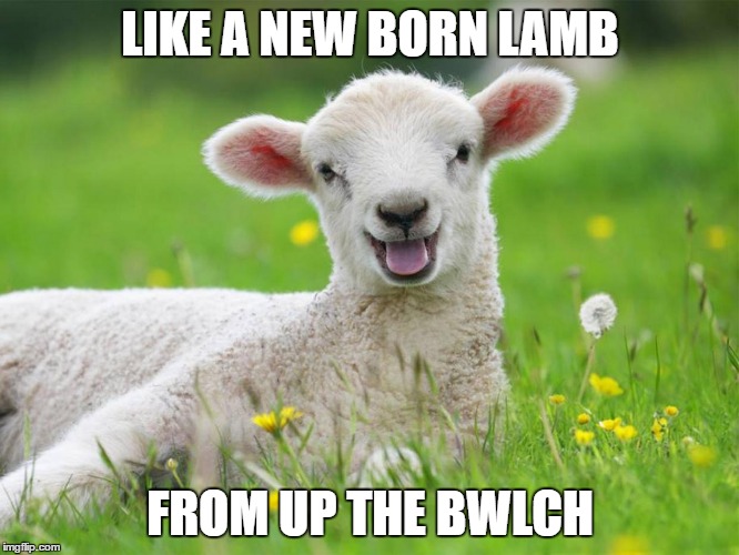 LIKE A NEW BORN LAMB; FROM UP THE BWLCH | image tagged in wales,lamb,funny memes | made w/ Imgflip meme maker