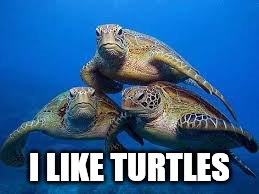 I Like Turtles | I LIKE TURTLES | image tagged in turtle meme,turtles | made w/ Imgflip meme maker