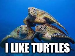 Turtles | I LIKE TURTLES | image tagged in turtles | made w/ Imgflip meme maker