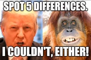 Donald trump is an orangutan | SPOT 5 DIFFERENCES. I COULDN'T, EITHER! | image tagged in donald trump is an orangutan | made w/ Imgflip meme maker