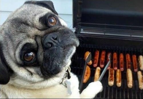 Dog cooking bbq Blank Meme Template