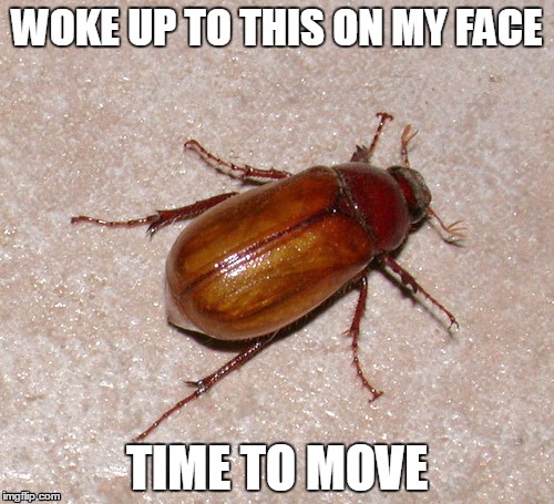 Waking up to bugs have me like "I'm outta here" | WOKE UP TO THIS ON MY FACE; TIME TO MOVE | image tagged in funny,meme,june bug,waking up to bug,insomnia | made w/ Imgflip meme maker