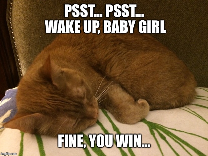 When You've Had A Long Day At Work | PSST... PSST... WAKE UP, BABY GIRL; FINE, YOU WIN... | image tagged in cats | made w/ Imgflip meme maker