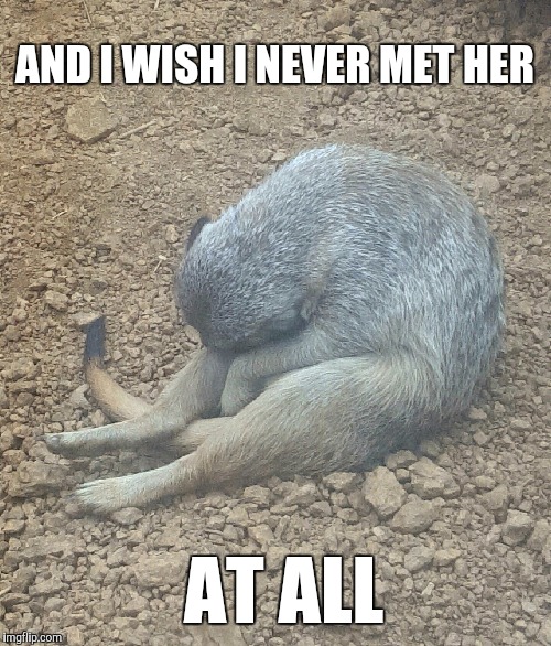 Sad meerkat | AND I WISH I NEVER MET HER; AT ALL | made w/ Imgflip meme maker