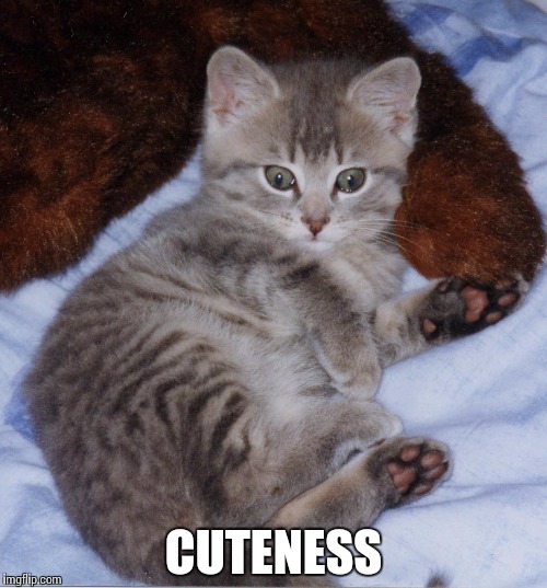 Cute_Thomas_Kitten | CUTENESS | image tagged in cute_thomas_kitten | made w/ Imgflip meme maker