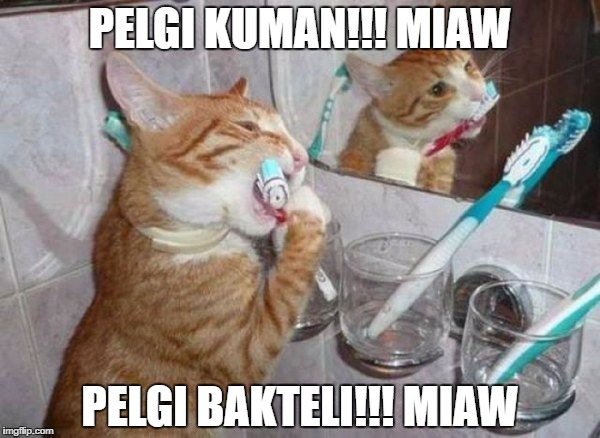 PELGI KUMAN!!! MIAW; PELGI BAKTELI!!! MIAW | made w/ Imgflip meme maker