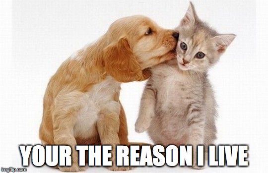 Puppy kisses kitten | YOUR THE REASON I LIVE | image tagged in puppy kisses kitten | made w/ Imgflip meme maker