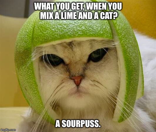 WHAT YOU GET, WHEN YOU MIX A LIME AND A CAT? A SOURPUSS. | image tagged in sourpuss,fruit,grumpy cat,sour | made w/ Imgflip meme maker