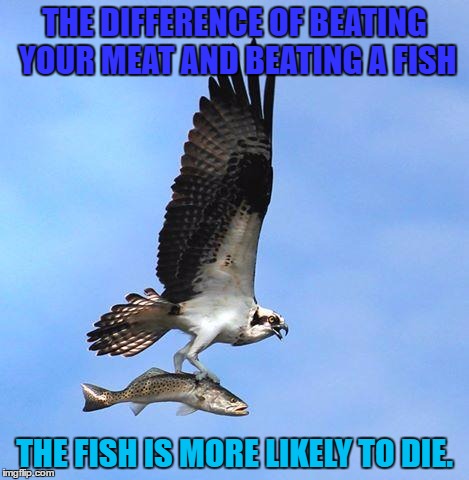 fish | THE DIFFERENCE OF BEATING YOUR MEAT AND BEATING A FISH; THE FISH IS MORE LIKELY TO DIE. | image tagged in fish | made w/ Imgflip meme maker