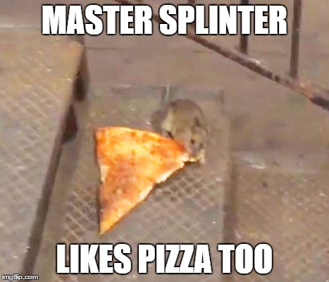 pizza rat | MASTER SPLINTER; LIKES PIZZA TOO | image tagged in pizza rat | made w/ Imgflip meme maker